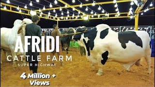 AFRIDI Cattle Farm  Super Highway Karachi  Cow Man
