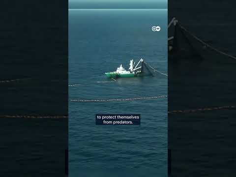 The Impact Of Industrial Fishing In The Azores | Dw Documentary