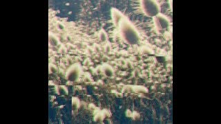 Ray Borneo - Tiny Snippets #53