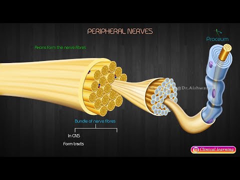 Types of Neurons by Structure - Neuroanatomy Basics