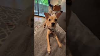 Video preview image #1 Chihuahua-Unknown Mix Puppy For Sale in Bellevue, WA, USA