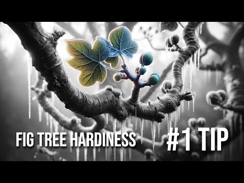 Resistenza del fico: la lignificazione è PIÙ importante della varietà