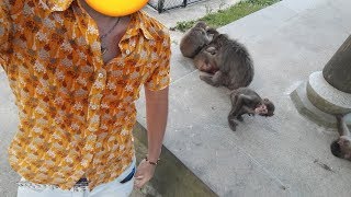 高崎山自然動物園の猿『そだね』割引料金・所要時間・駐車場について in 大分