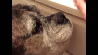 Snout Soother - No more Crusty Dog Nose for Kodi Bear!