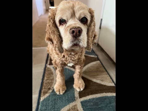 The Downside Of Pet Ownership