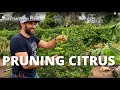 DON T PRUNE YOUR CITRUS TREES Like You Do Your Deciduous Fruit Trees How To Prune Citrus