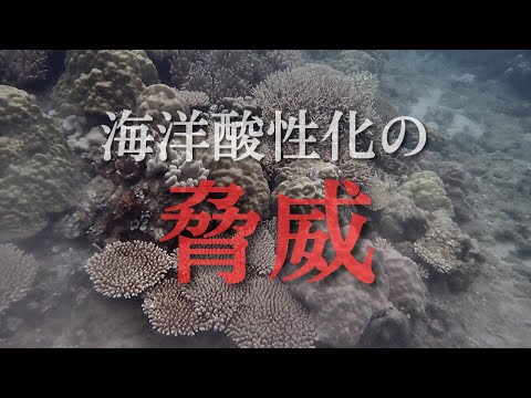 海洋: 大気中の塵からの栄養分