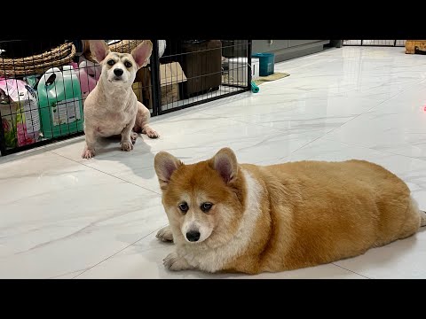 Tập 2 : cuộc chiến giữa đàn con eovi và ông già