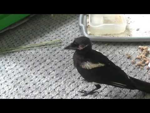 Alles ruht -  Pixel "faxt rum"  !