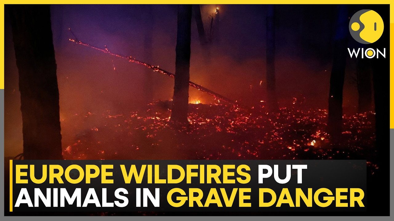 Europe Wildfires Take Devastating Toll On Wildlife | WION News
