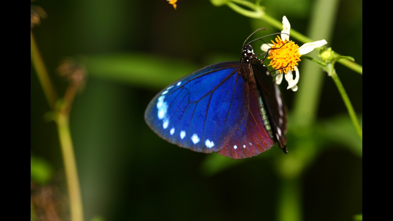 BUTTERFLY ODYSSEY