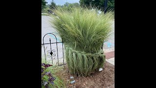 Braiding Ornamental Grasses