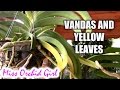 Yellow leaves on Vanda Orchid - What do they mean ...