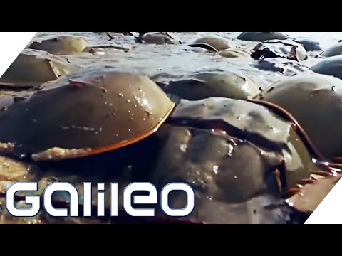 Deshalb jagen an der USA-Ostküste alle nach dem Blut von diesem Krebs | Galileo | ProSieben