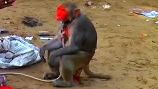 Monkey Charmer in Pushkar 