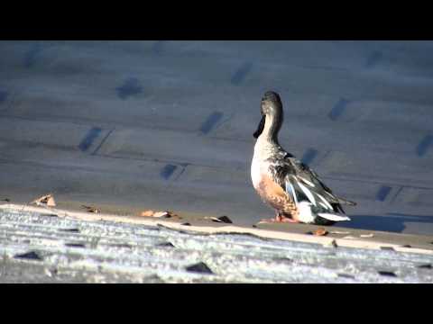 野鳥：ハシビロガモ／S湖・雄雌