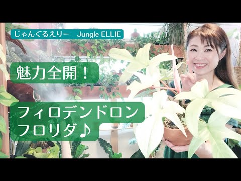 フロリバンダ「マキシ ヴィータ」 植物