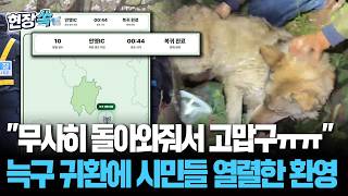 이제 가출 금지! 전 국민 애태운 '국민 늑대' 늑구의 9일 천하 종료｜맥박·체온 모두 정상…동물원에서 회복 중 [현장쏙] / 연합뉴스TV(YonhapnewsTV)