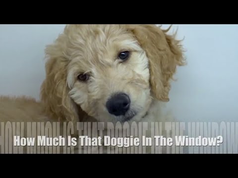 download lagu mp3 mp4 How Much Is That Doggie In The Window Song Lyrics, download lagu How Much Is That Doggie In The Window Song Lyrics gratis, unduh video klip How Much Is That Doggie In The Window Song Lyrics