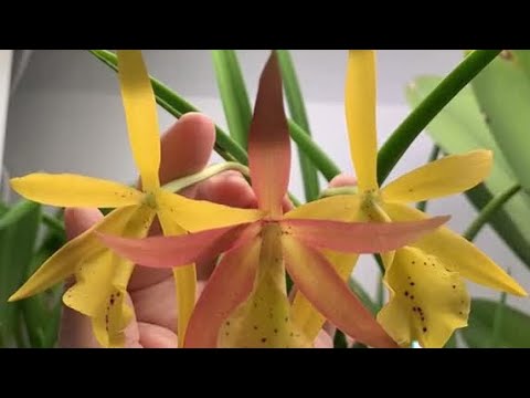 Bc. Sunny Delight x Bl. Richard Mueller - Our June 2024 Spike & Bloom 🤗😍