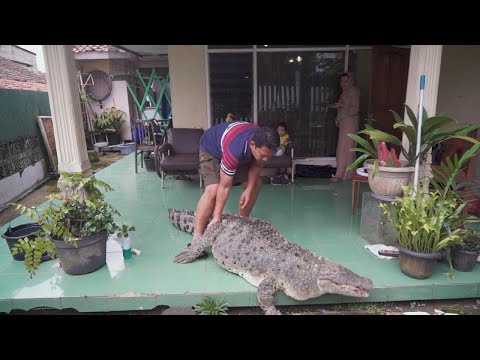 440 Pound Pet Crocodile Is Just Part of the Family