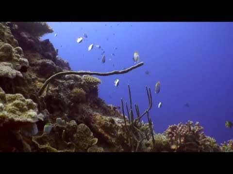 Portal of Gorontalo Video