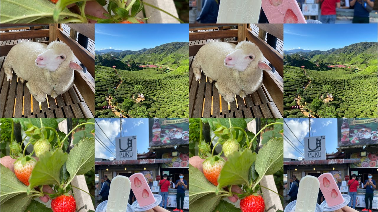 Cameron highland 3 days 2 nights 金马伦之旅3天两夜(经济之旅）
