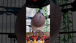 Download lagu SUARA PANGGILAN PUTER GENI GACOR ‼️ mp3