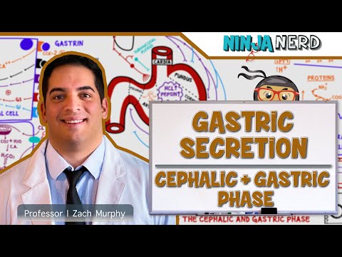 Gastrointestinal | Gastric Secretion: The Cephalic & Gastric Phase