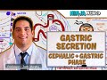 Gastrointestinal | Gastric Secretion: The Cephalic & Gastric Phase