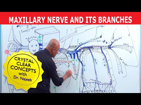 Maxillary Nerve and its Branches | Neuroanatomy | Neuroscience