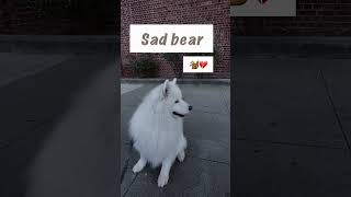 Daily bear adventures🐻‍❄️#Samoyed #FunnyPets #shorts #DailyLife #MorningWalk #FluffyDog #サモエド