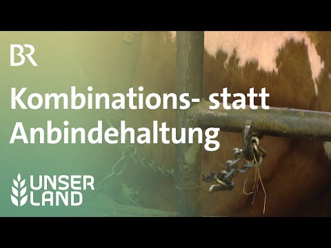 Kombinations- statt Anbindehaltung für Kühe | Unser Land | BR Fernsehen