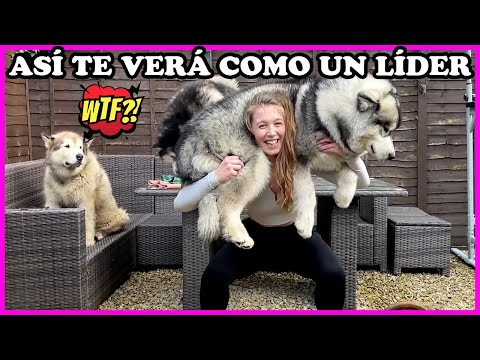 😎Liderazgo con tu perro nivel DIOS🙌