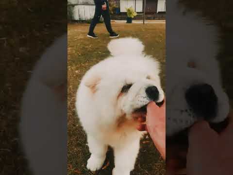 Chow-Chow Welpe kaufen