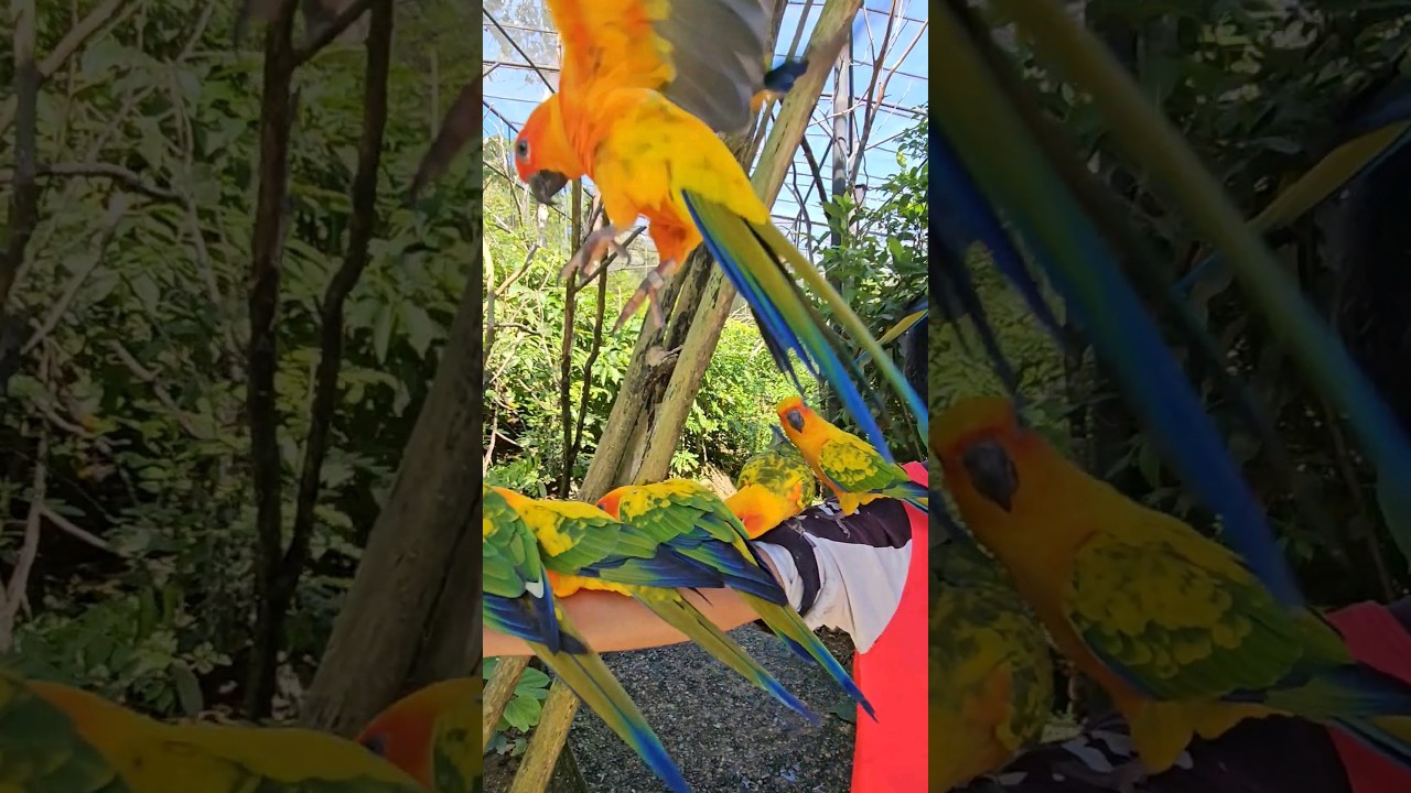 YouTube Short thumbnail