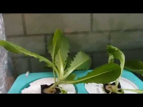 27th days of Romaine lettuce in hydroponic