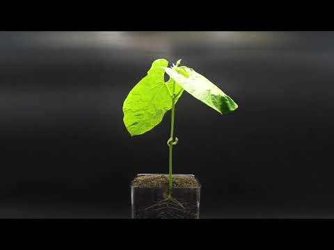 A 42-day-long time-lapse of cranberry beans from sprouting to fruiting（长达42天的延时摄影，记录下蔓越莓豆从发芽到结果的过程）