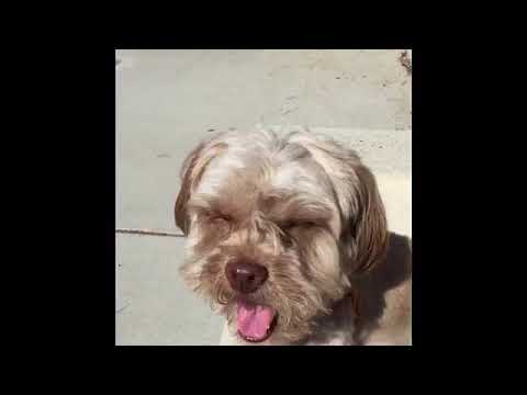 Wilson, an adopted Shih Tzu & Lhasa Apso Mix in Lake Forest, CA_image-1