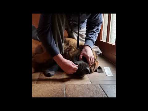 Rassebestimmung durch Gentest Feragen. Probenentnahme Mastiff