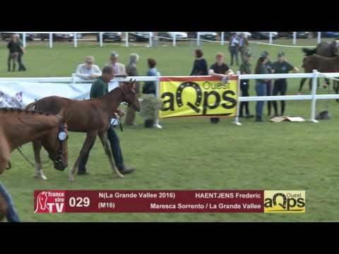 Show AQPS Le Lion 2016 : Lot 29 - N(La Grande Vallee 2016)