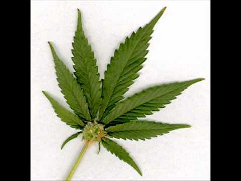 Dayzee Free-Prodji samnom kroz zeleno! 2009