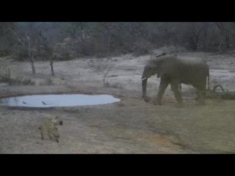 Djuma: Lone Elephant gets a drink then a Hyena trots by - 10/31/19