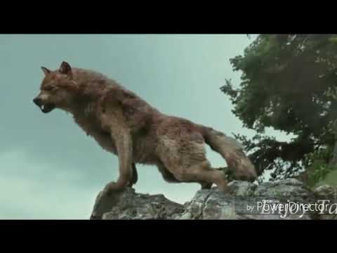 Twilight Wolves-Just Like Fire