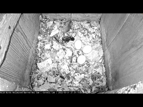 Barred Owls Stock The Pantry In Preparation For Hatching – March 31, 2022