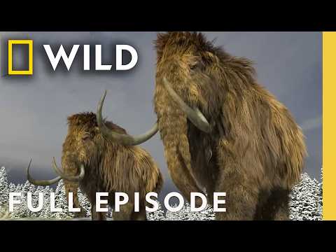 Secrets of the Giant Mammoths (Full Episode) | Lost Beasts Unearthed | Nat Geo Animals