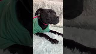 Video preview image #1 Mutt Puppy For Sale in Goodyear, AZ, USA