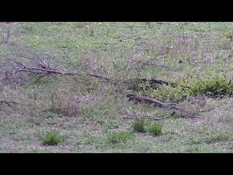 Djuma: Monitor Lizard on the move - 09:49 - 11/14/21