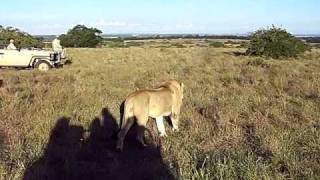 preview picture of video 'kichaka game drive with lions.MOV'