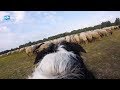 I Strapped a GoPro on a Sheepdog